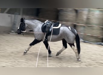 German Riding Pony Mix, Mare, 12 years, 13,2 hh, Roan-Blue