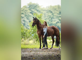 German Riding Pony, Mare, 12 years, 13,3 hh, Brown
