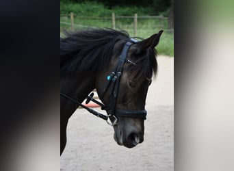 German Riding Pony, Mare, 12 years, 13,3 hh, Smoky-Black