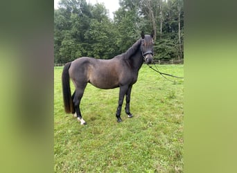 German Riding Pony, Mare, 12 years, 13,3 hh, Smoky-Black