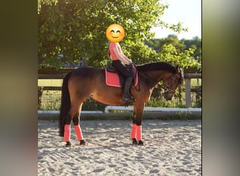 German Riding Pony Mix, Mare, 12 years, 14.1 hh, Brown