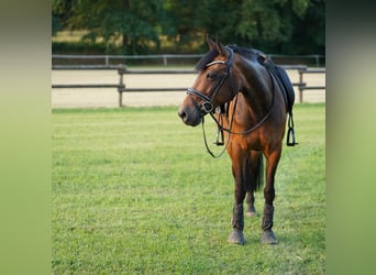 German Riding Pony Mix, Mare, 12 years, 14.1 hh, Brown