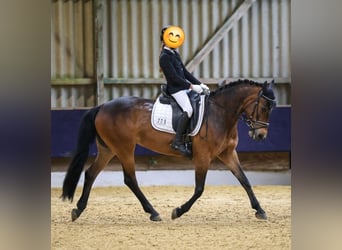 German Riding Pony Mix, Mare, 12 years, 14.1 hh, Brown