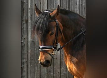 German Riding Pony Mix, Mare, 12 years, 14.1 hh, Brown