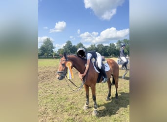 German Riding Pony, Mare, 12 years, 14.1 hh, Brown