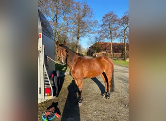 German Riding Pony, Mare, 12 years, 14.1 hh, Brown