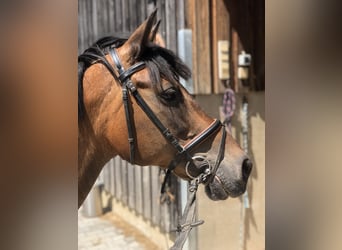 German Riding Pony, Mare, 12 years, 14.1 hh, Brown