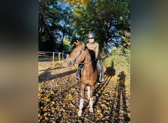 German Riding Pony, Mare, 12 years, 14.1 hh, Chestnut