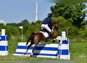 German Riding Pony, Mare, 12 years, 14.1 hh, Chestnut