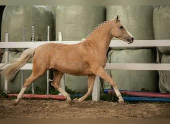German Riding Pony, Mare, 12 years, 14.1 hh, Palomino