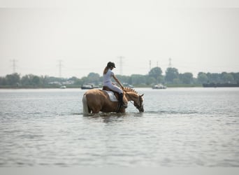 German Riding Pony, Mare, 12 years, 14.1 hh, Palomino