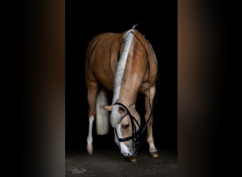 German Riding Pony, Mare, 12 years, 14.1 hh, Palomino