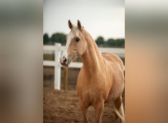 German Riding Pony, Mare, 12 years, 14.1 hh, Palomino