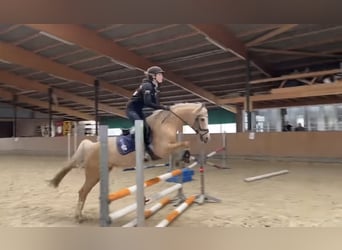 German Riding Pony, Mare, 12 years, 14.1 hh, Palomino