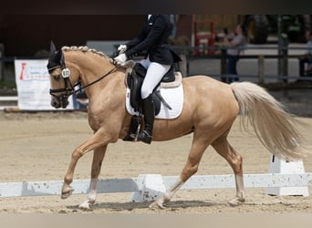 German Riding Pony, Mare, 12 years, 14.1 hh, Palomino