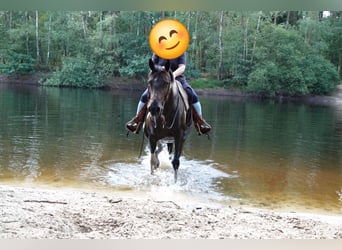 German Riding Pony, Mare, 12 years, 14.1 hh, Pinto