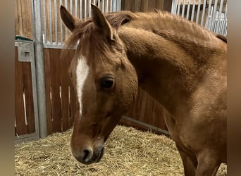 German Riding Pony, Mare, 12 years, 14.1 hh, Red Dun