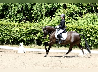 German Riding Pony, Mare, 12 years, 14.2 hh, Bay-Dark