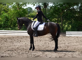German Riding Pony, Mare, 12 years, 14.2 hh, Bay-Dark