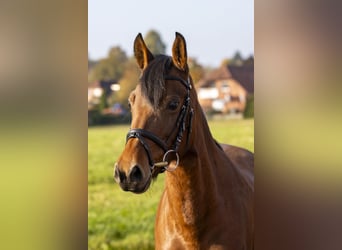 German Riding Pony, Mare, 12 years, 14,2 hh, Brown