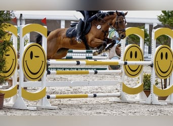 German Riding Pony, Mare, 12 years, 14.2 hh, Brown