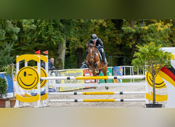 German Riding Pony, Mare, 12 years, 14.2 hh, Brown