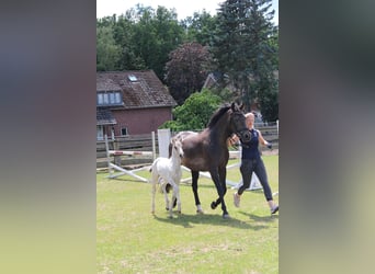 German Riding Pony, Mare, 12 years, 14.2 hh, Buckskin
