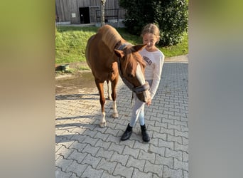 German Riding Pony, Mare, 12 years, 14.2 hh, Chestnut-Red
