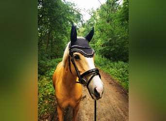 German Riding Pony, Mare, 12 years, 14.2 hh, Palomino