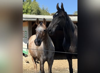 German Riding Pony, Mare, 12 years, 14.2 hh, Roan-Red