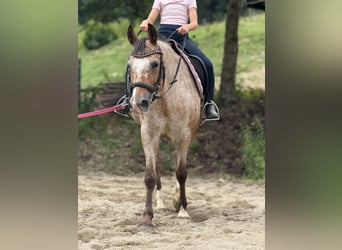 German Riding Pony, Mare, 12 years, 14.2 hh, Roan-Red
