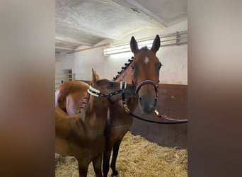 German Riding Pony, Mare, 12 years, 14 hh, Brown