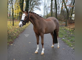 German Riding Pony, Mare, 12 years, 14 hh, Chestnut-Red