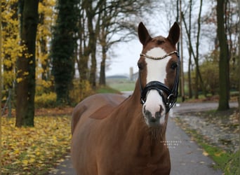 German Riding Pony, Mare, 12 years, 14 hh, Chestnut-Red