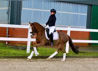 German Riding Pony, Mare, 12 years, 14 hh, Chestnut-Red