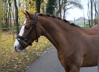 German Riding Pony, Mare, 12 years, 14 hh, Chestnut-Red