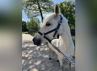 German Riding Pony, Mare, 12 years, 14 hh, Gray