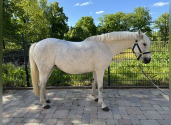 German Riding Pony, Mare, 12 years, 14 hh, Gray