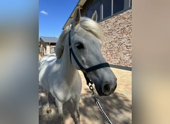 German Riding Pony, Mare, 12 years, 14 hh, Gray