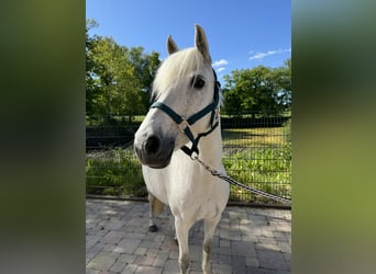 German Riding Pony, Mare, 12 years, 14 hh, Gray