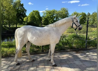 German Riding Pony, Mare, 12 years, 14 hh, Gray
