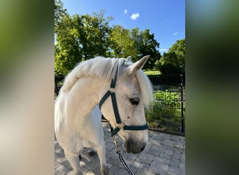 German Riding Pony, Mare, 12 years, 14 hh, Gray