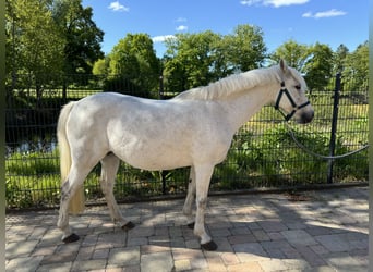 German Riding Pony, Mare, 12 years, 14 hh, Gray