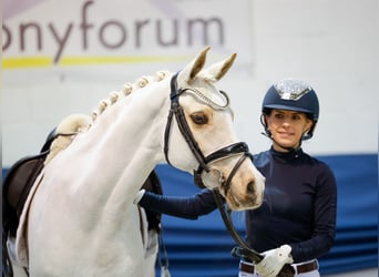 German Riding Pony, Mare, 12 years, 14 hh, Palomino