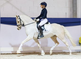 German Riding Pony, Mare, 12 years, 14 hh, Palomino