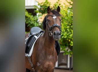 German Riding Pony, Mare, 12 years, 14,1 hh, Bay-Dark