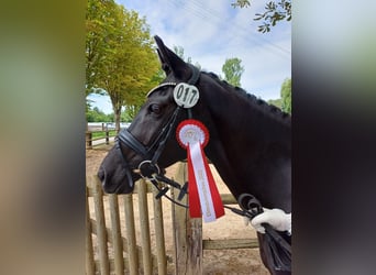 German Riding Pony, Mare, 12 years, 14,1 hh, Black