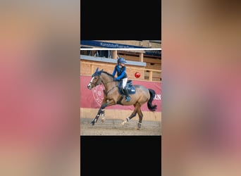 German Riding Pony, Mare, 12 years, 14,1 hh