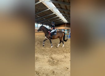 German Riding Pony, Mare, 12 years, 14,1 hh