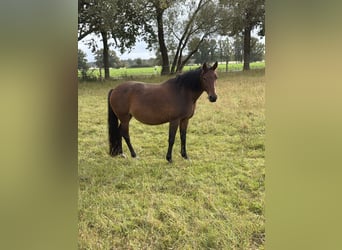 German Riding Pony, Mare, 12 years, 14,1 hh, Brown